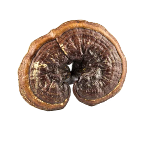 Reishi